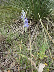 Thelymitra glaucophylla