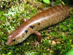 Sphenomorphus praesignis