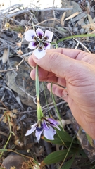 Moraea amissa