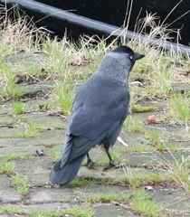 Corvus monedula