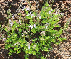 Ocimum obovatum