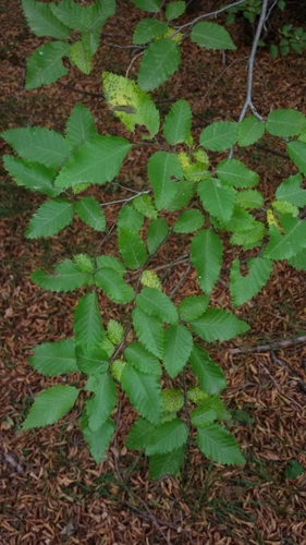 hrab (Carpinus)