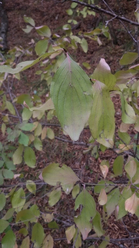 drijen (Cornus)