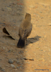 Oenanthe fusca