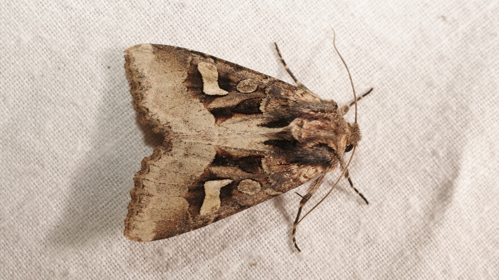 Trigonophora crassicornis