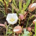 Butte County Meadowfoam - Photo (c) Jon Aull, some rights reserved (CC BY-NC), uploaded by Jon Aull