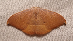 Watsonalla uncinula