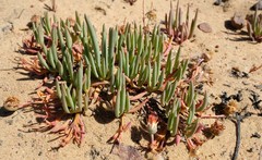 Cephalophyllum loreum