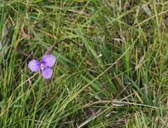 Patersonia occidentalis occidentalis