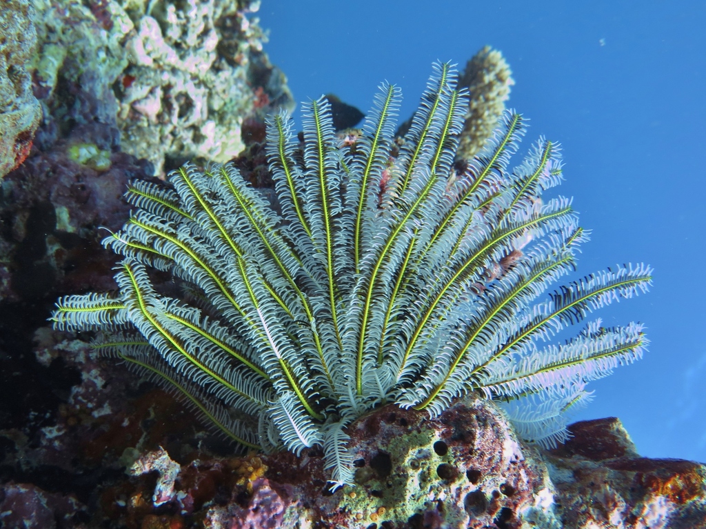 Bottlebrush Feather Star