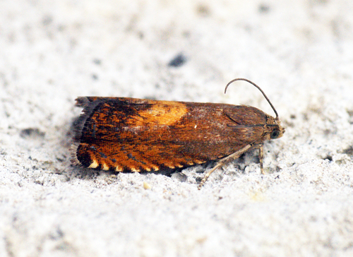 Sycamore Piercer, photo 5 of 10