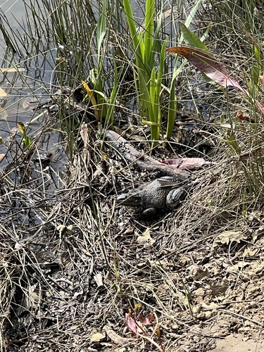 iNaturalist observation photo of American Bullfrog