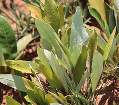 Parinari capensis capensis