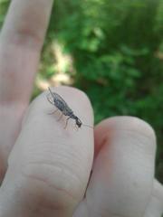 Dichrostigma flavipes