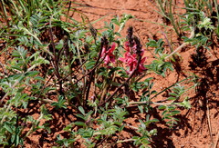 Indigofera hilaris