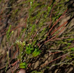 Diosma ramosissima