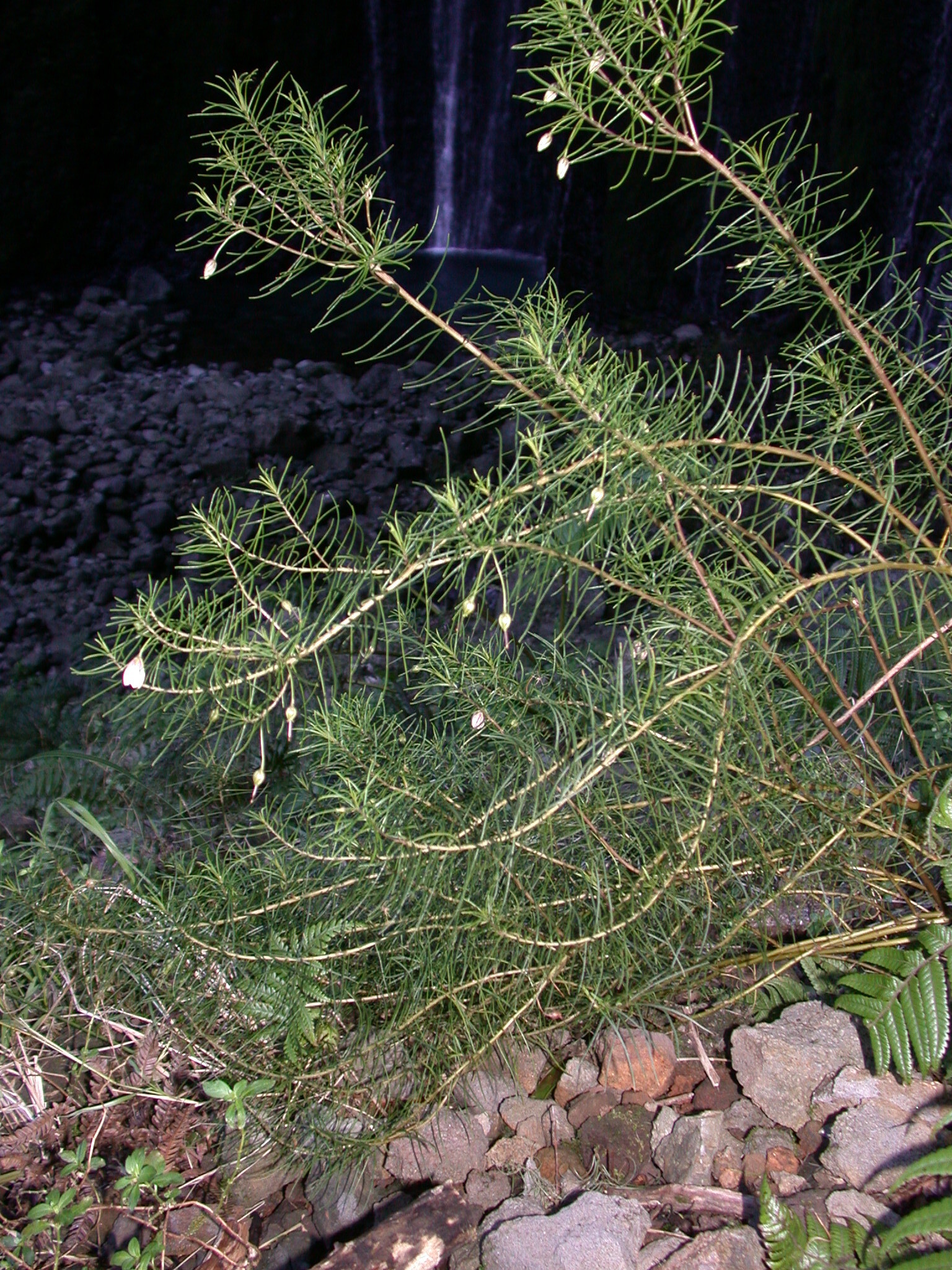 Lysimachia filifolia