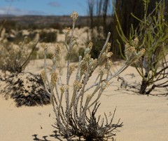 Dischisma tomentosum