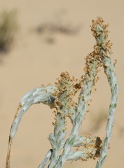 Dischisma tomentosum