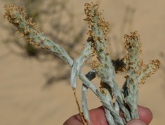 Dischisma tomentosum