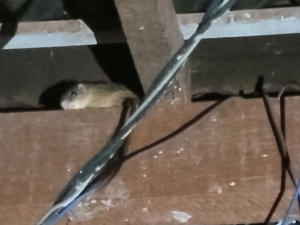 Para Spiny Tree Rat
