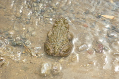 Rhinella spinulosa