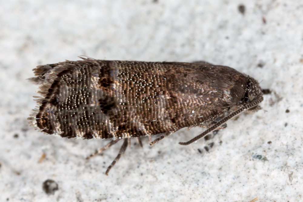 Black-patch Piercer