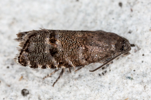 Black-patch Piercer