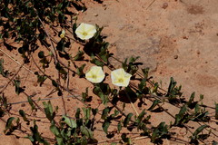 Ipomoea obscura obscura