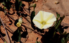 Ipomoea obscura obscura