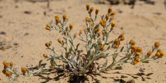 Helichrysum aureofolium