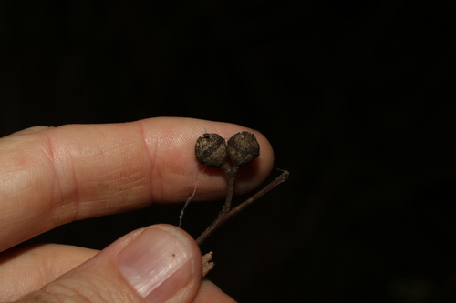 Image of Eucalyptus macrorhyncha by (c) Greg Tasney, some rights reserved (CC BY-SA)