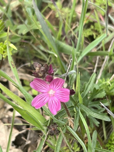 iNaturalist observation photo of checkerbloom