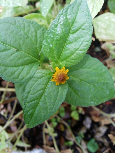 Acmella paniculata iNat (3)