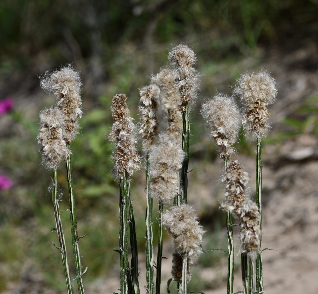 Pterocaulon lorentzii