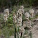 Pterocaulon lorentzii - Photo (c) Santiago Mailhos, some rights reserved (CC BY-NC), uploaded by Santiago Mailhos