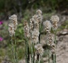 Pterocaulon lorentzii - Photo (c) Santiago Mailhos, some rights reserved (CC BY-NC), uploaded by Santiago Mailhos