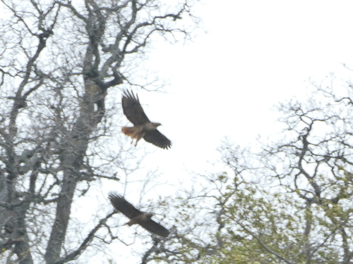 iNaturalist observation photo of Red-tailed Hawk