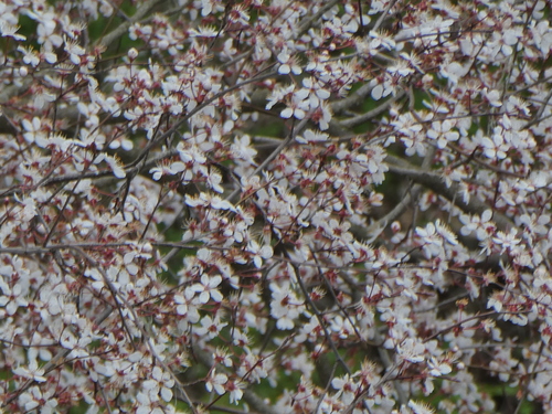 iNaturalist observation photo of Cherry-plum
