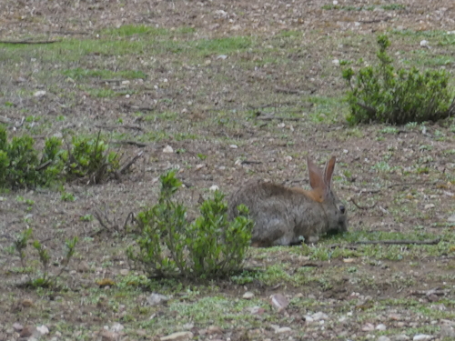 iNaturalist observation photo of Brush Rabbit
