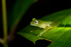Andes Giant Glass Frog photo 3