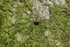 Amilenus aurantiacus