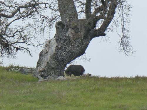 iNaturalist observation photo of Wild Boar