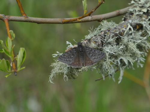 iNaturalist observation photo of Propertius Duskywing