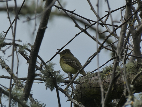 iNaturalist observation photo of Western Flycatcher