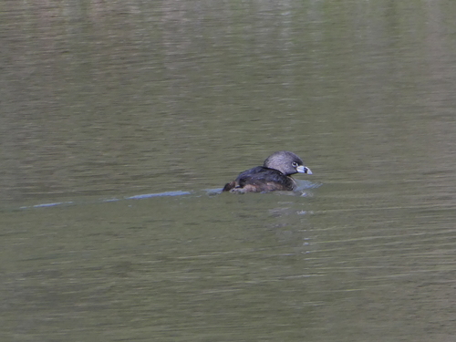 iNaturalist observation photo of Pied-billed Grebe