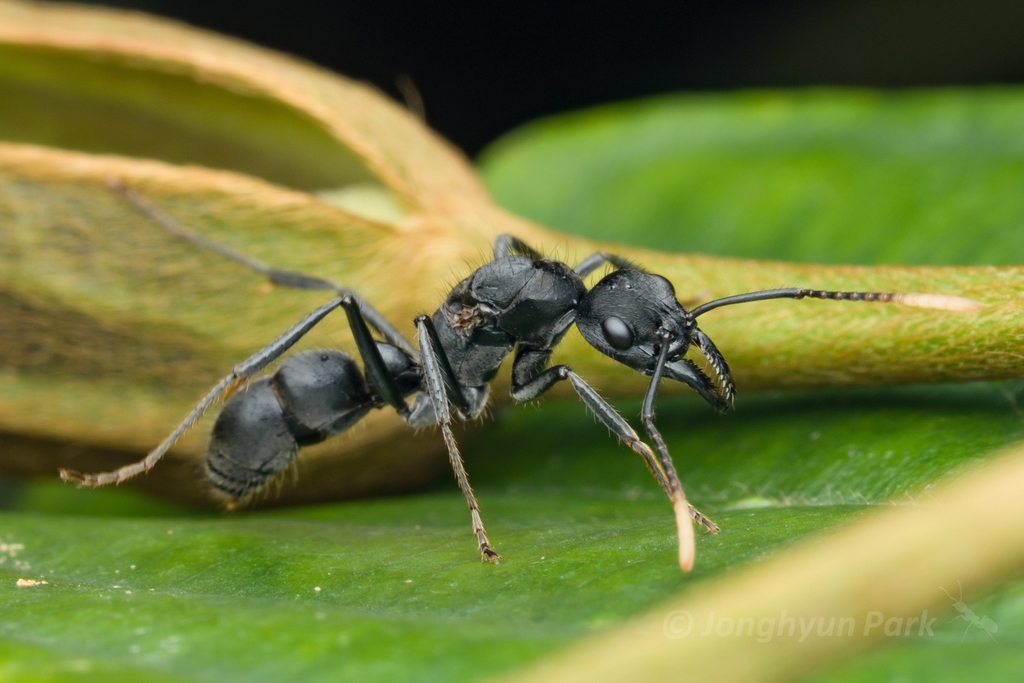Neoponera cooki