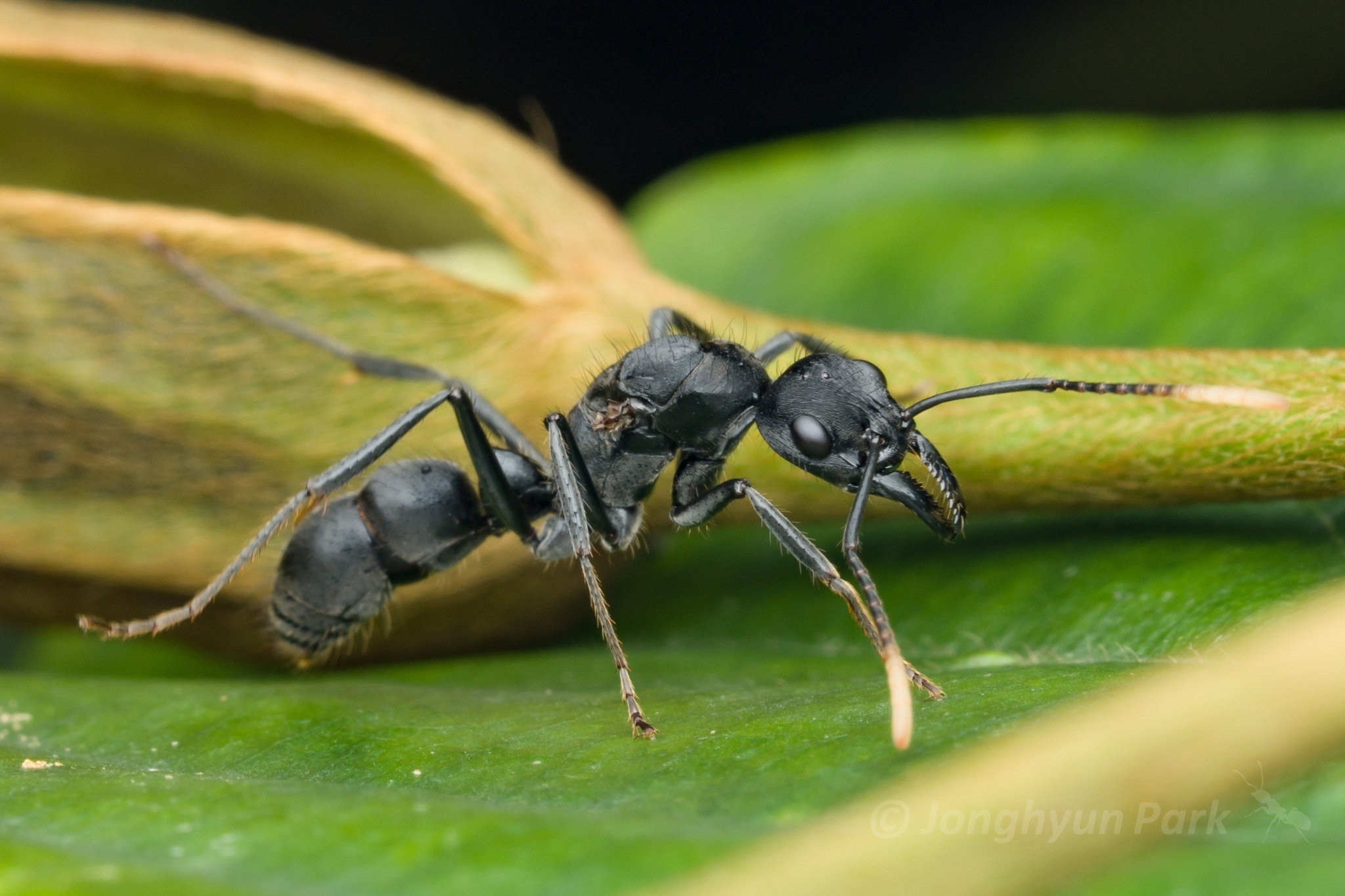 Neoponera cooki