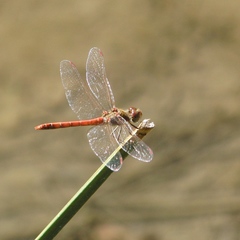 Sympetrum meridionale