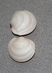 Anodontia alba